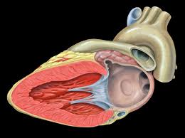 How Pediatric Imaging Ensures Early Detection of Lung Conditions