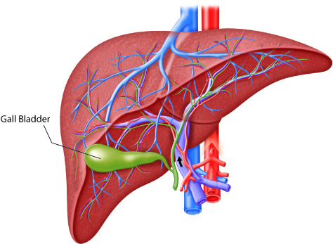 The Link Between Digestive Health and Hemorrhoids